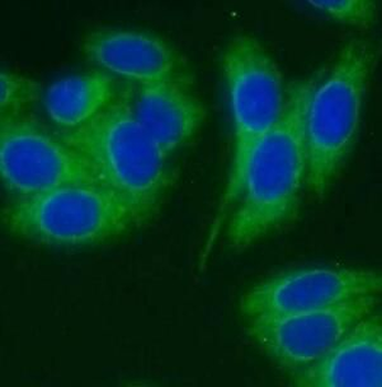 Phospho-GSK3B (Ser9) Antibody