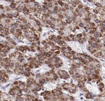 Phospho-GSK3B (Ser9) Antibody