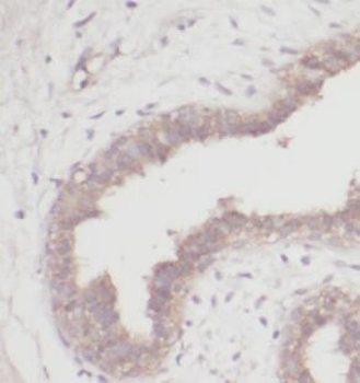 DMP1 Antibody