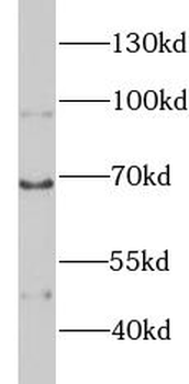 KNG1 Antibody