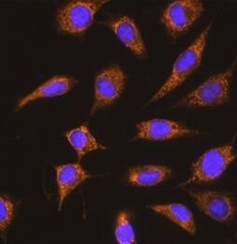 KNG1 Antibody