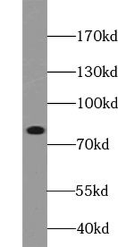 HSPA5 Antibody