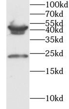 PMCH Antibody