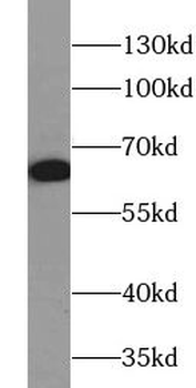 Pan-AKT Antibody