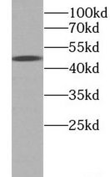 NCR1 Antibody