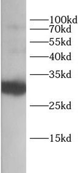 CD27 Rabbit Polyclonal Antibody