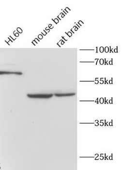 CCNA1 Rabbit Polyclonal Antibody