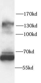 NFATC3 Antibody