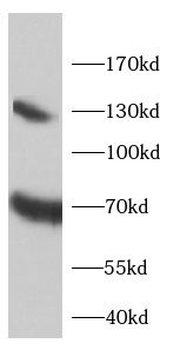 SLC1A2 Antibody