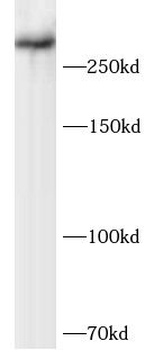 BRCA2 Rabbit Polyclonal Antibody