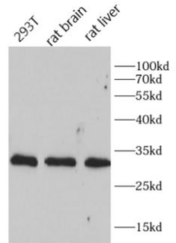 CD81 Rabbit Polyclonal Antibody