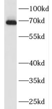 FAM171A2 Antibody