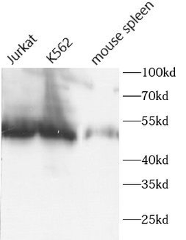 CD1D Rabbit Polyclonal Antibody
