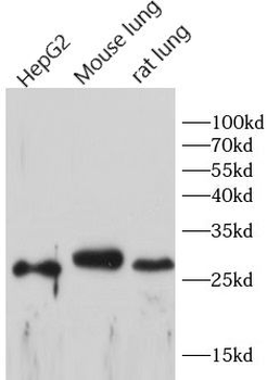 CD68 Rabbit Polyclonal Antibody