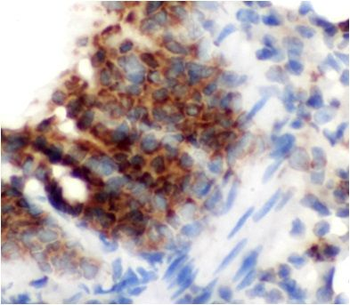 CD68 Rabbit Polyclonal Antibody