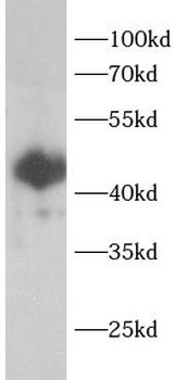 CAB39L Antibody
