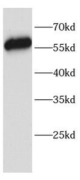 RELB Rabbit Polyclonal Antibody