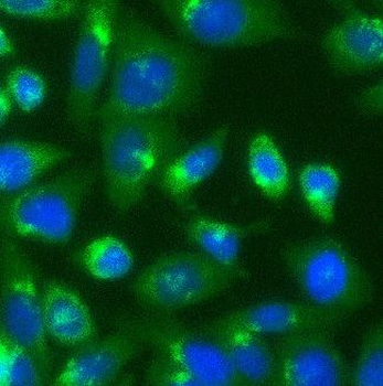 BECN1 Antibody