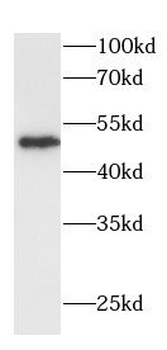 DDX25 Antibody