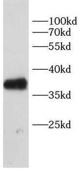 GREM1 Antibody