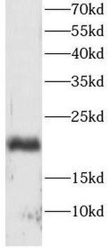 BAX Antibody