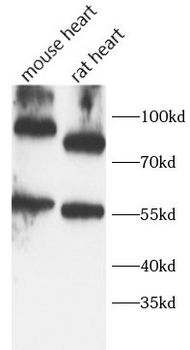 CD34 Rabbit Polyclonal Antibody