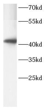 AIFM2 Antibody