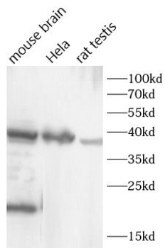 AKR1C1 Rabbit Polyclonal Antibody