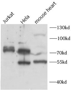 CTCFL Antibody