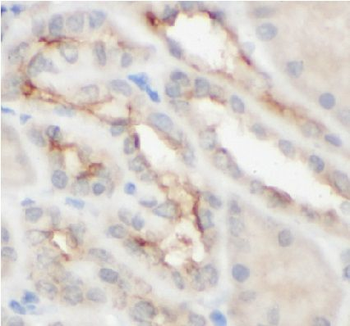 CAPRIN2 Antibody