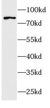 RAF1 Rabbit Polyclonal Antibody