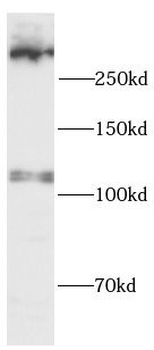 UTRN Antibody