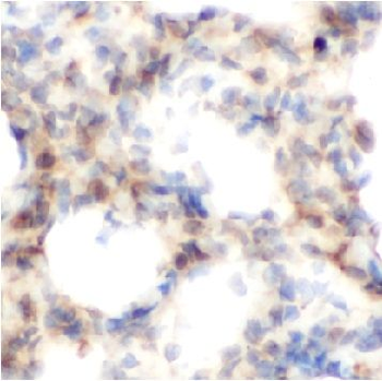 NAT2 Antibody