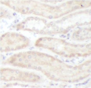 FZD4 Antibody