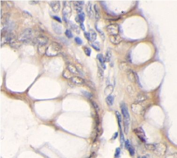 DTL Antibody