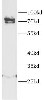 PCSK4 Antibody