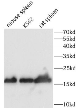CD40LG Antibody
