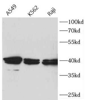APTX Antibody