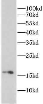 RHEB Antibody