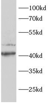AKT1S1 Antibody