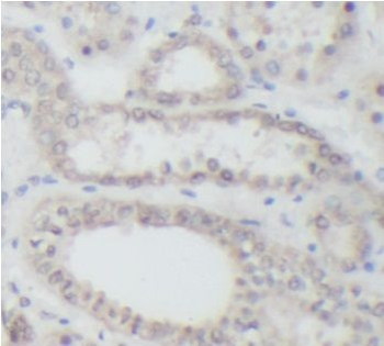 AKT1S1 Antibody