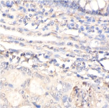 ABCE1 Antibody