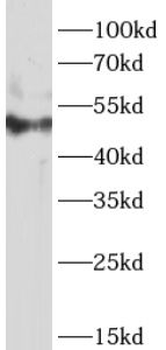 MYC Rabbit Polyclonal Antibody