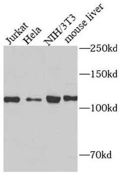 HIF1A Rabbit Polyclonal Antibody
