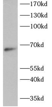 REL Antibody