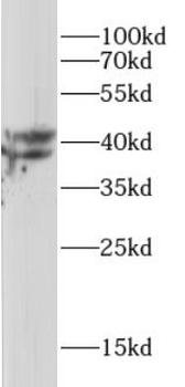 PPP1CA Antibody
