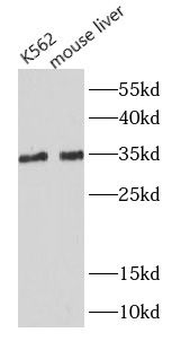 MYD88 Rabbit Polyclonal Antibody