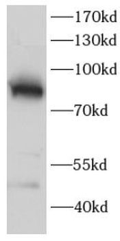 PRKCG Rabbit Polyclonal Antibody