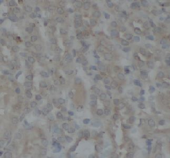 PRKCG Rabbit Polyclonal Antibody