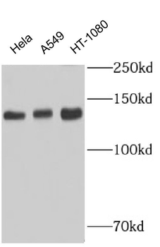 SMARCA1 Antibody